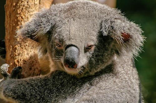 Foto Close Up Koala Yang Terlihat Marah