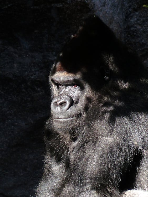 бесплатная Закрытая фотография черной гориллы Стоковое фото