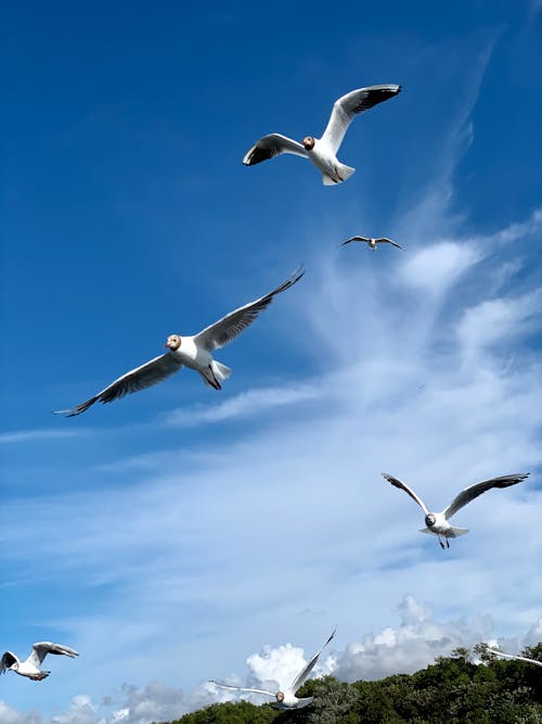 Безкоштовне стокове фото на тему «вертикальні постріл, морських птахів, птахи»