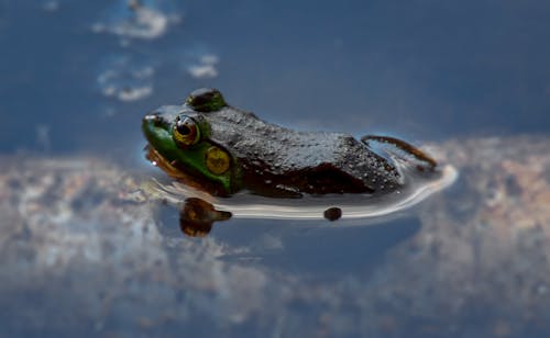 Gratuit Photos gratuites de amphibien, animal, fermer Photos