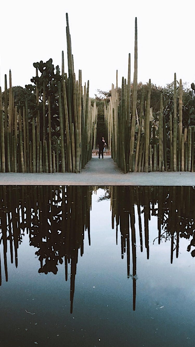 Reflection Of Palisade In Lake