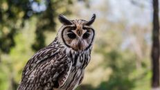 Brown and White Owl in Close Up Photography