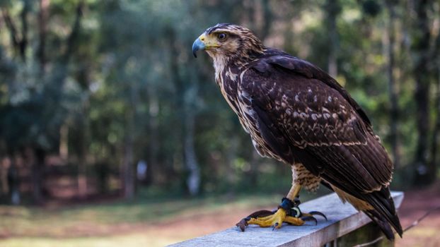 Close-up of a hawk perched on a railing in Foz do Iguaçu, Brazil.