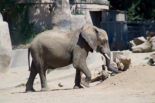 An Elephant Standing on Dirt Ground Near Concrete Barrier