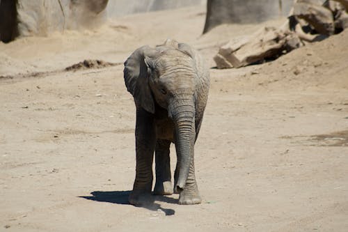 Free Elephant Standing on Dirt Ground Stock Photo