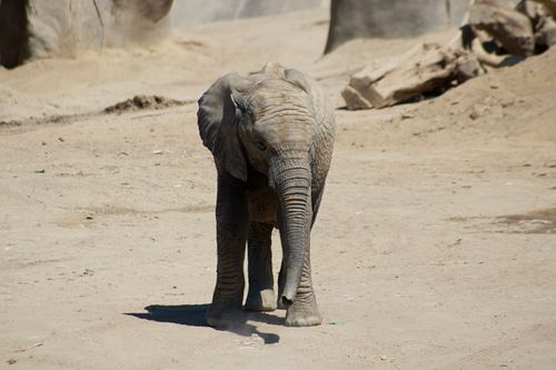 Free An adorable baby African elephant standing on sandy ground in a sunny zoo habitat. Stock Photo