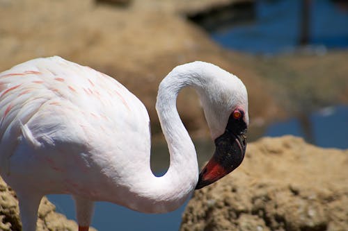 A Flamingo Near Rocks and Water