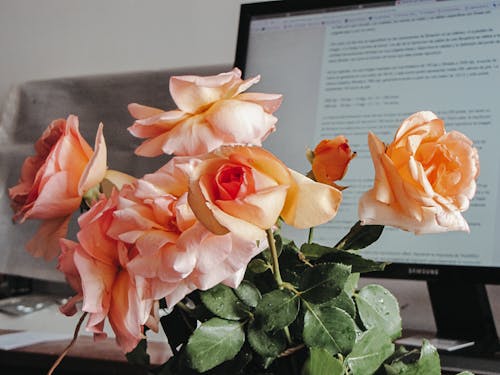 Pink and Yellow Roses in Front of Illuminated Flat Screen Computer Monitor