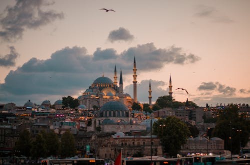 Birds Flying over the City