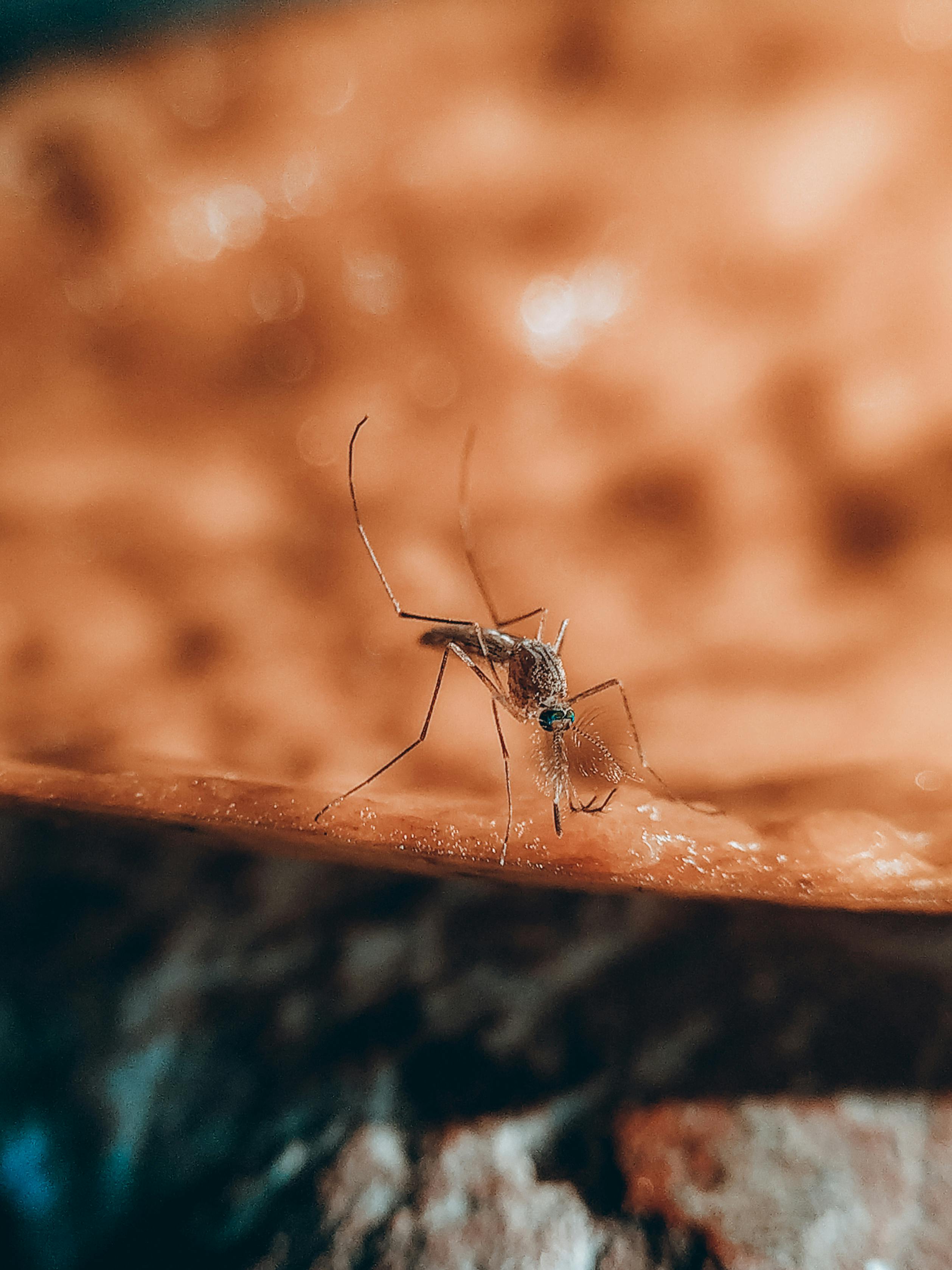 Macro shot of a mosquito on a surface with blurred background, emphasizing its detail.