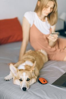 可爱的柯基犬躺在主人旁边的床上，在室内玩着智能手机
