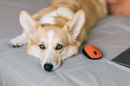 Corgi Lying on Bed next to a Mouse