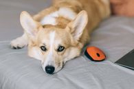 一只可爱的柯基犬躺在床上，旁边放着橙色的电脑鼠标，营造出慵懒可爱的氛围