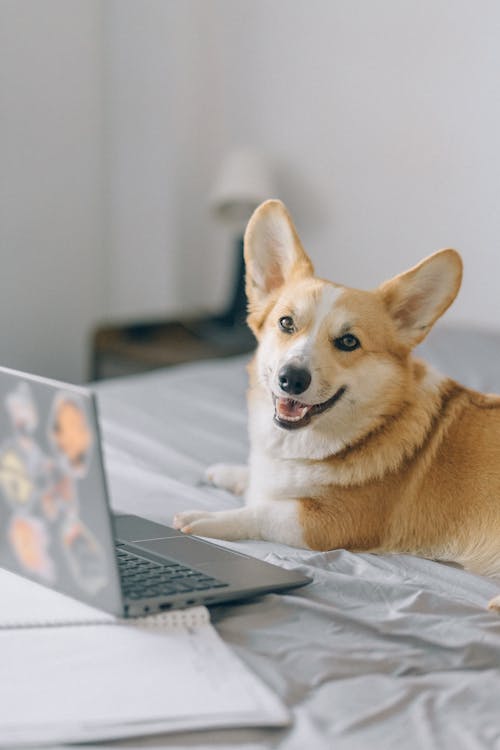 Free Cute Corgi in Front of a Laptop Stock Photo