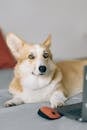 A Cute Corgi Dog Looking at Camera