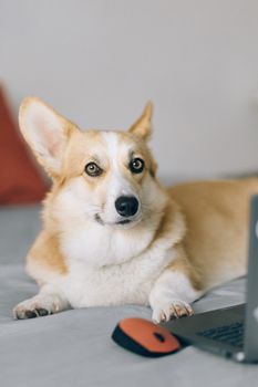 一只可爱的威尔士柯基犬懒洋洋地躺在室内舒适的床上，旁边放着笔记本电脑和鼠标