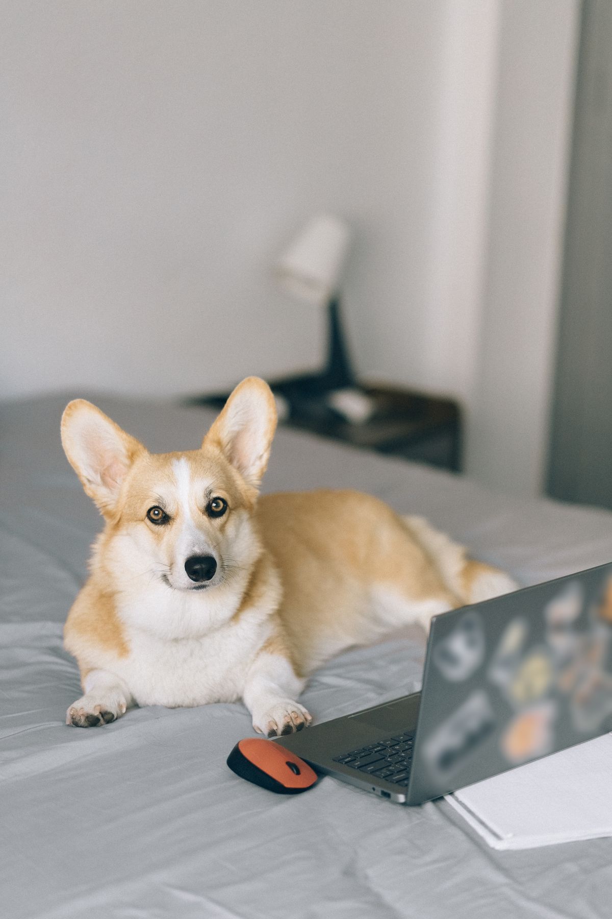 Cute corgi sitting at a desk looking directly at the camera, laptop and mouse nearby