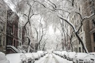 Trees And Cars Covered By Snow