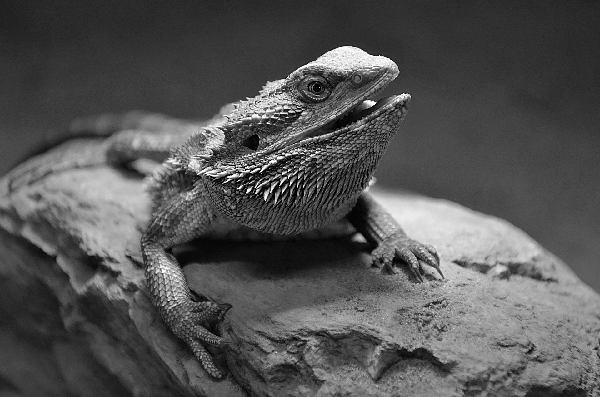 Monochrome bearded dragon on rock in a dramatic close-up photograph.