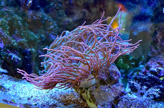 Close-up of a colorful sea anemone showcasing vivid underwater beauty.