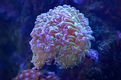 Free Close-up view of colorful underwater anemone showing vibrant tendrils and marine textures. Stock Photo