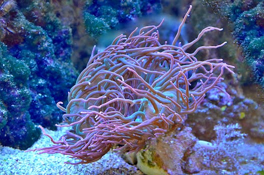 在水下，充满活力的紫色海葵在色彩缤纷的珊瑚礁中摇曳