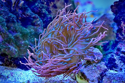 Free Close-up of a vibrant sea anemone in an aquarium setting, showcasing colorful tentacles. Stock Photo