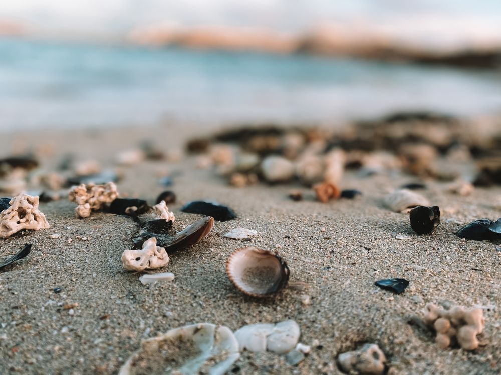 Close-Up Shot of Seashells on the Sand · Free Stock Photo