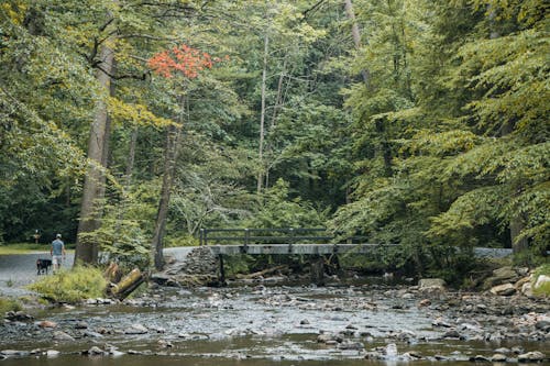 川, 森林, 歩道橋の無料の写真素材
