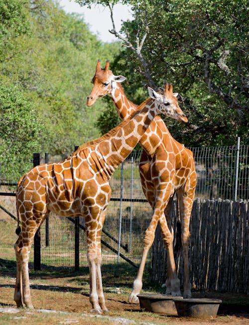 Foto d'estoc gratuïta de a l'aire lliure, adult, animals