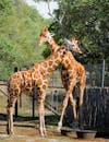 Two Adult Giraffes Walking in Animal Enclosure in Zoo