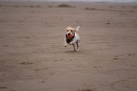 Cute Terrier Running on Beach with Ball in Mouth