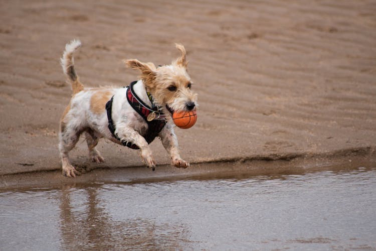 A Dog Running With A Ball