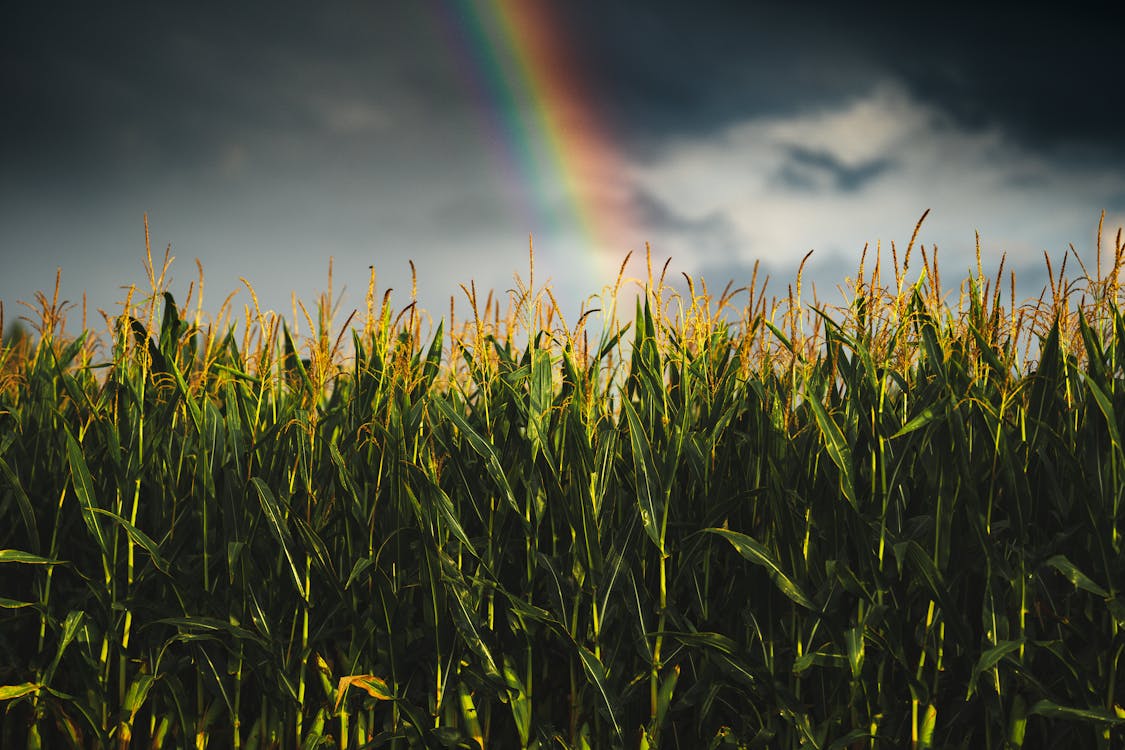 Green Field Under Rainbow