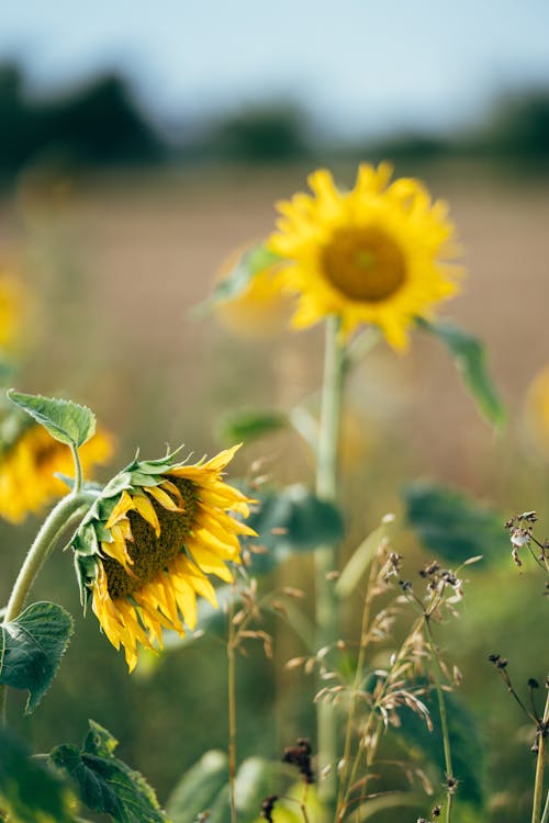 Ilmainen kuvapankkikuva tunnisteilla auringonkukka, kasvu, kenttä