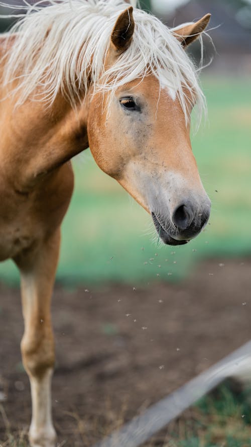 たてがみ, ファーム, 動物の無料の写真素材