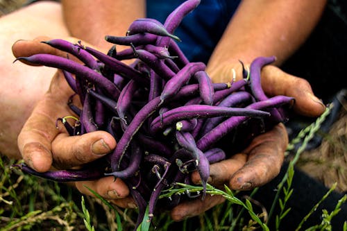 Free Hands Holding Purple Beans Stock Photo