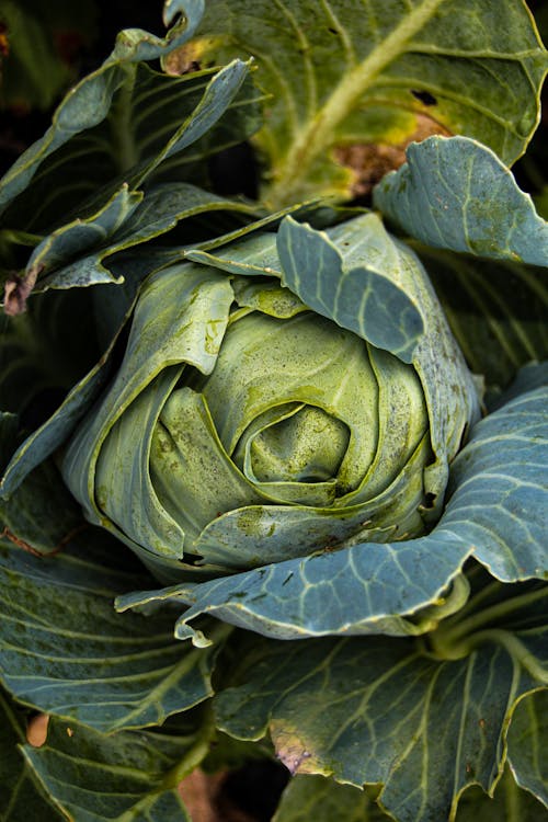 Free Growing Green Cabbage Stock Photo