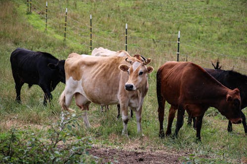 Herd of Cows in Pasture