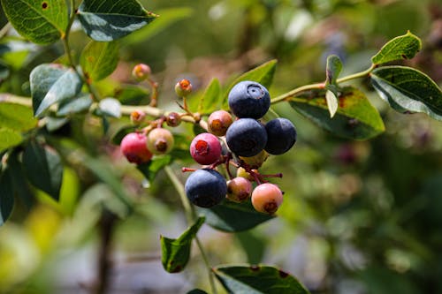 Free Close-up of Blueberries on a Branch  Stock Photo