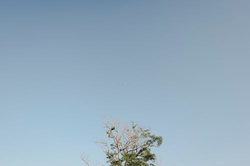 Δωρεάν στοκ φωτογραφιών με minimal, γαλάζιος ουρανός, δέντρο