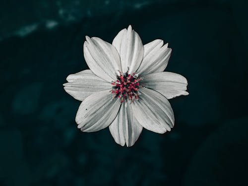 Close-Up Shot of a White Flower in Bloom