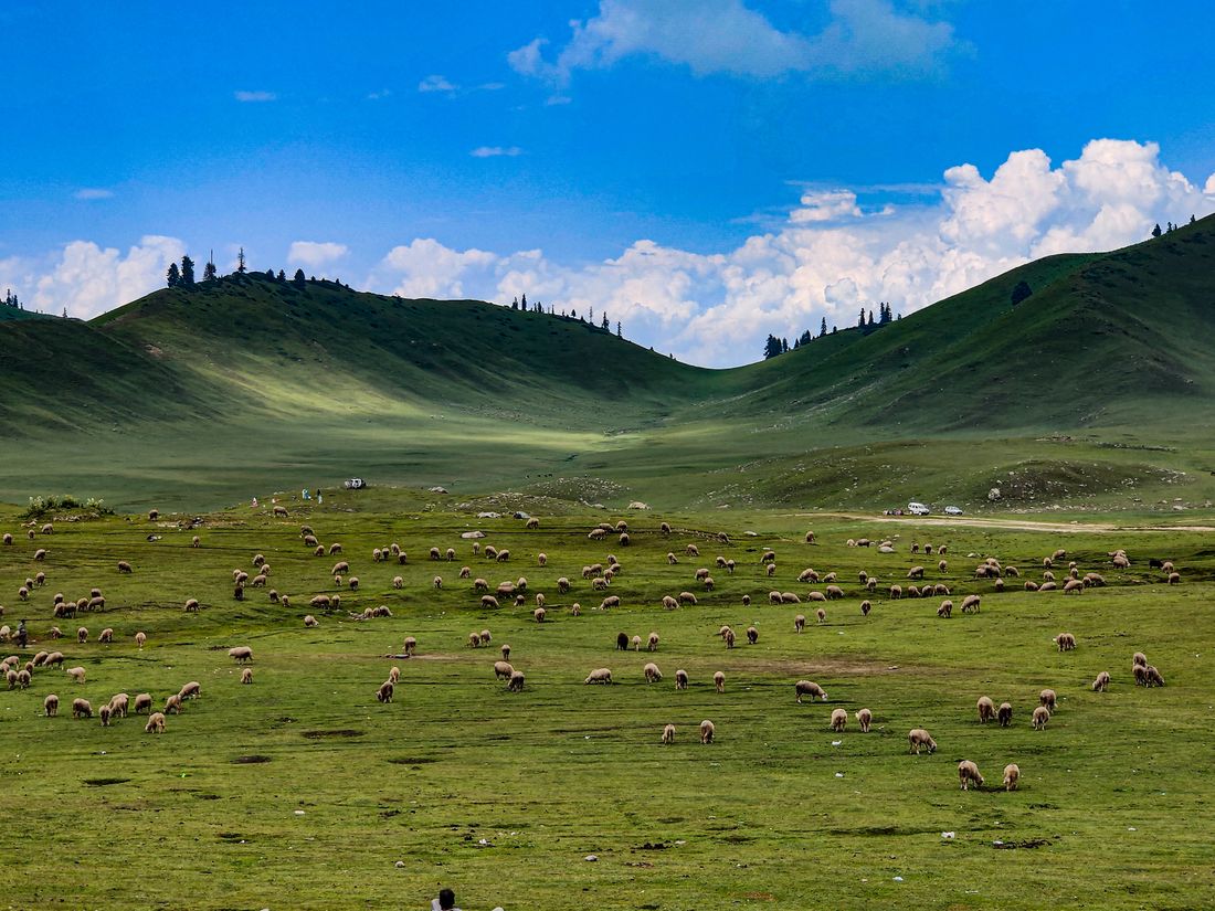 Open green pasture at the SheepX property