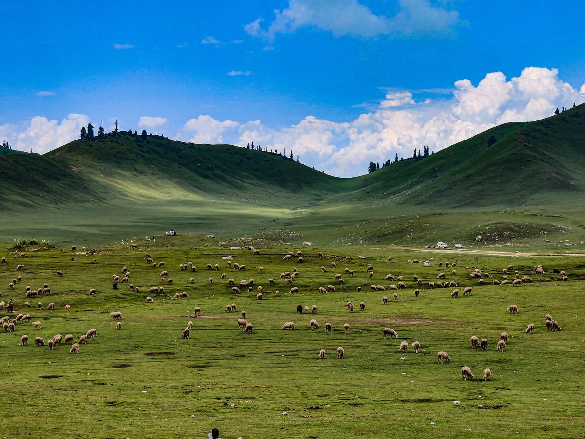 Sheep on a green field under blue sky