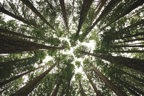 Low-Angle Shot of Trees in the Forest