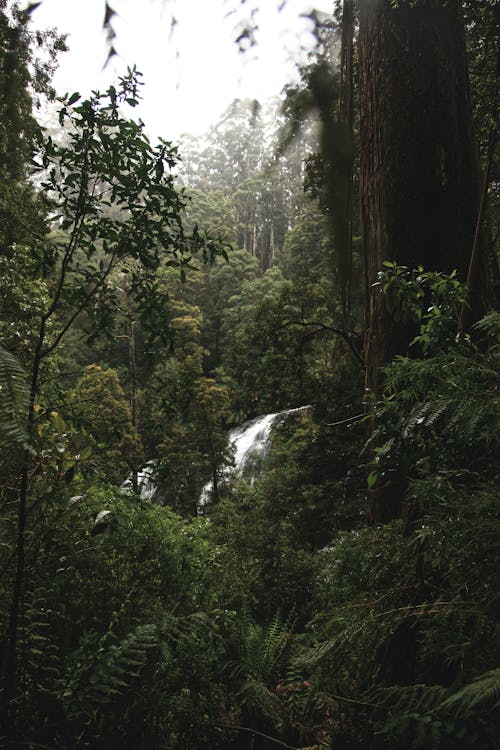 Základová fotografie zdarma na téma dešťový prales, džungle pozadí, krajina