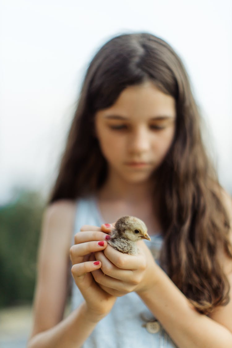 Close-Up Shot Of A Girl Holding A Chick