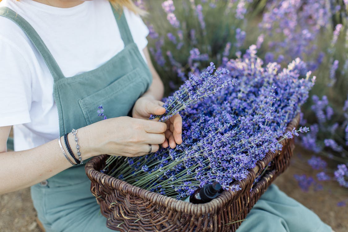 Free Person Holding Blue Flowers in Brown Woven Basket Stock Photo