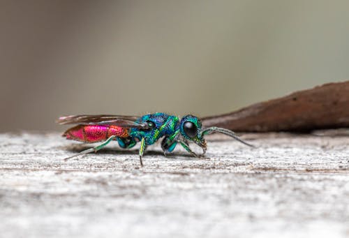 Multicolored Insect In Macro Photography