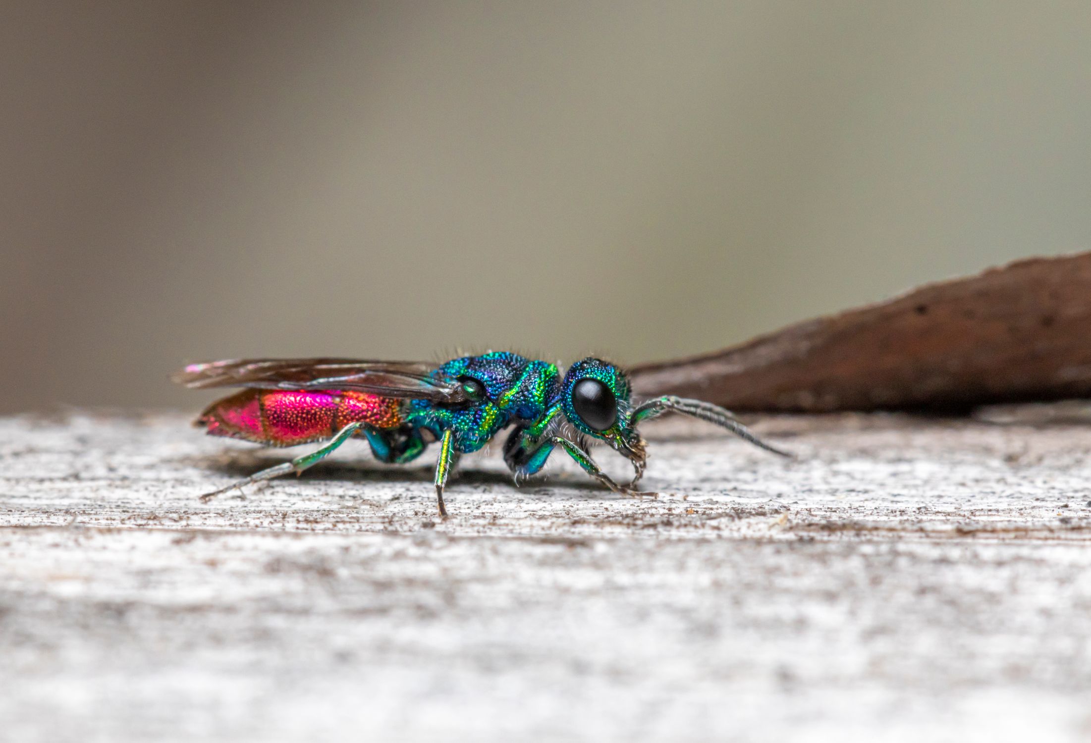 Multicolour Insect Multicolored Insect In Macro Photography · Free Stock Photo